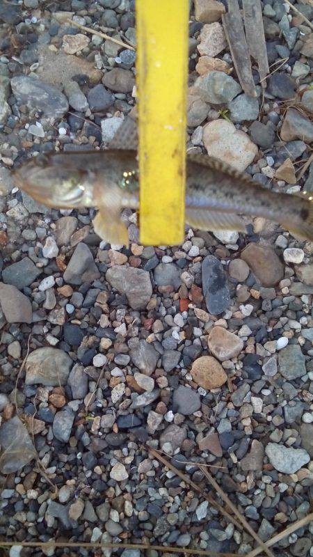 ハゼングからのアジング